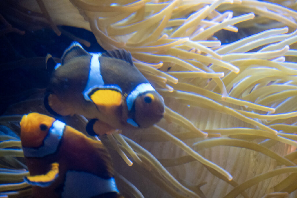 Aquazoo L&ouml;bbecke Museum D&uuml;sseldorf