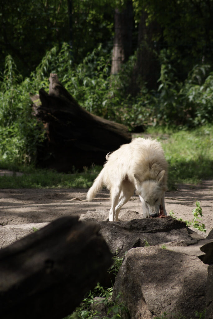 Berliner Zoo