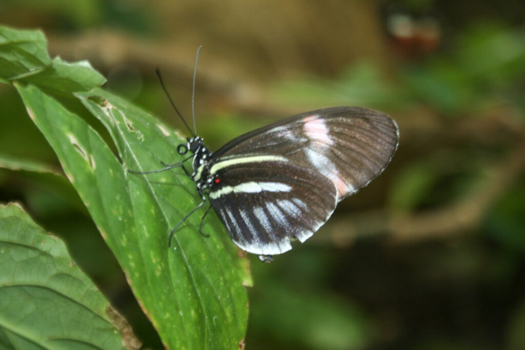 Berliner Zoo