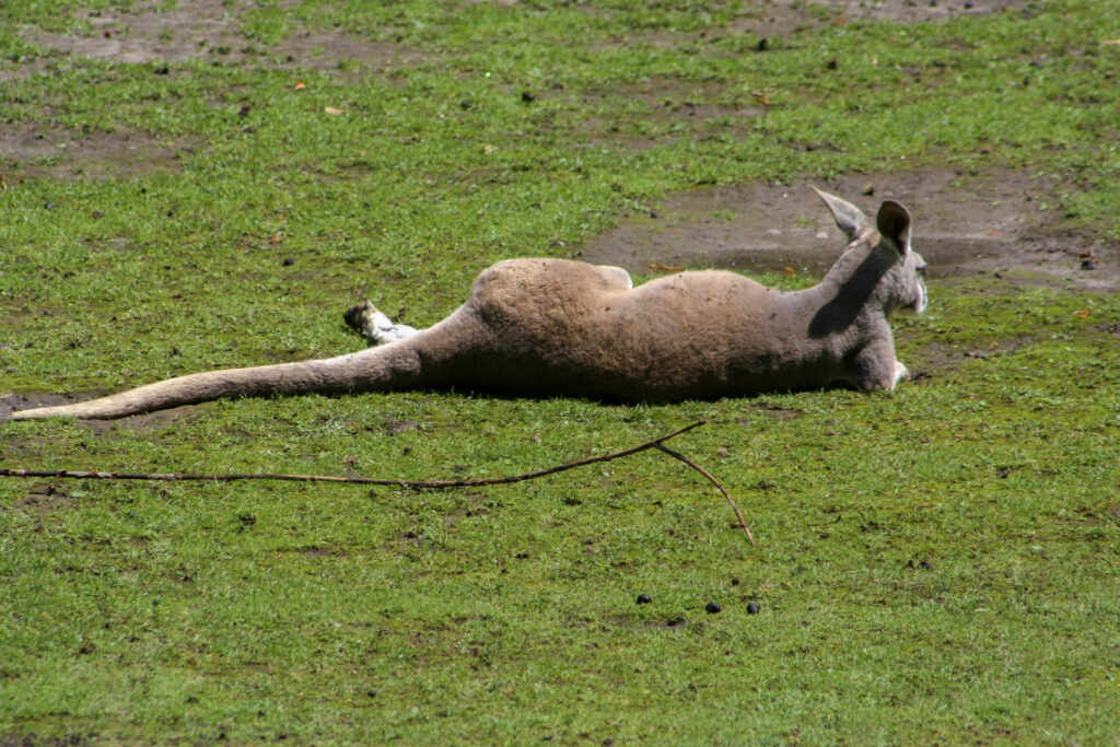 Berliner Zoo