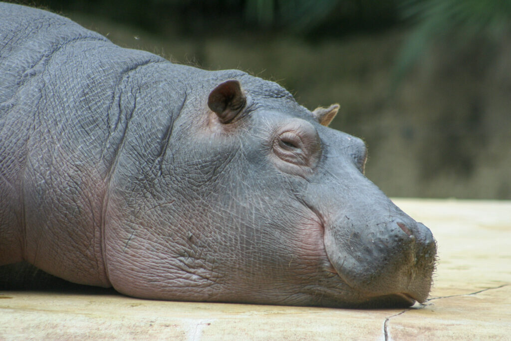 Berliner Zoo