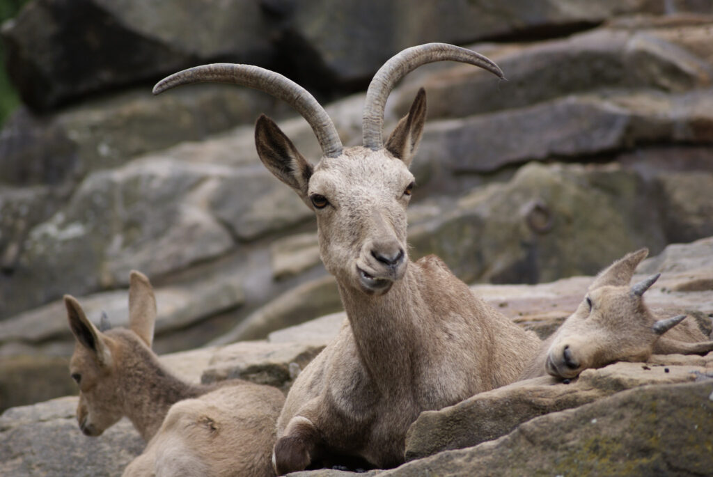 Berliner Zoo