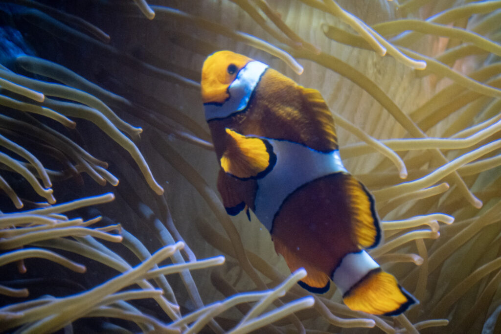 Aquazoo L&ouml;bbecke Museum D&uuml;sseldorf