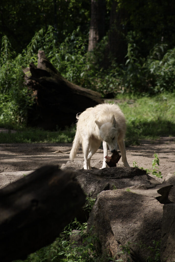 Berliner Zoo