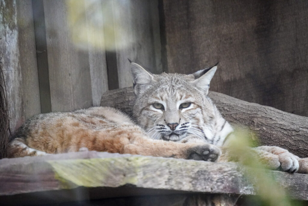 Alwetterzoo Münster Alwetterzoo Münster