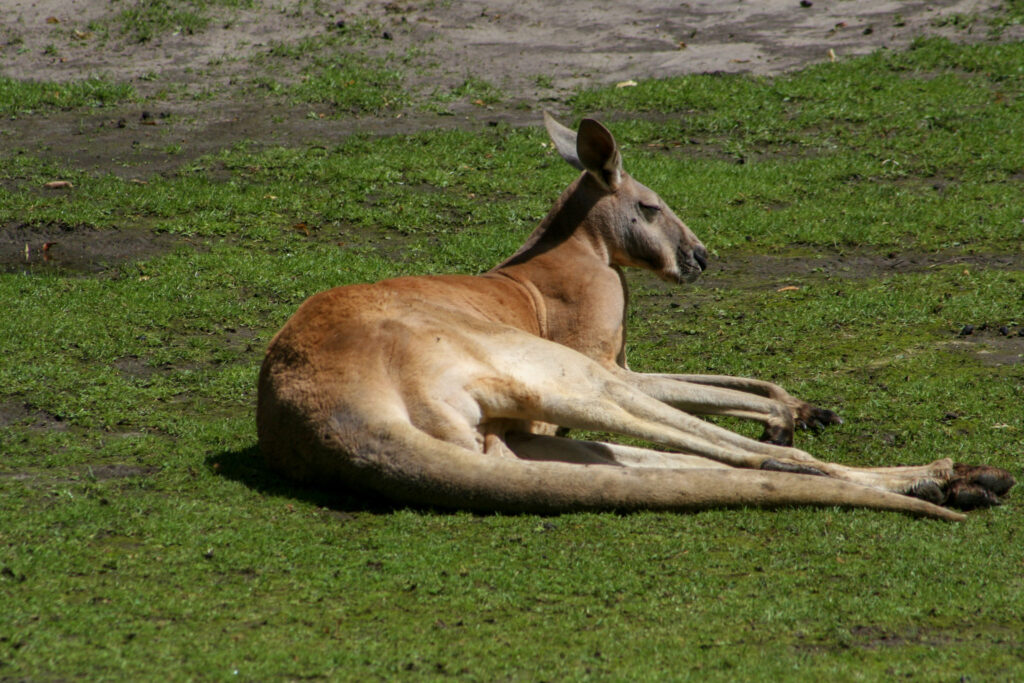Berliner Zoo