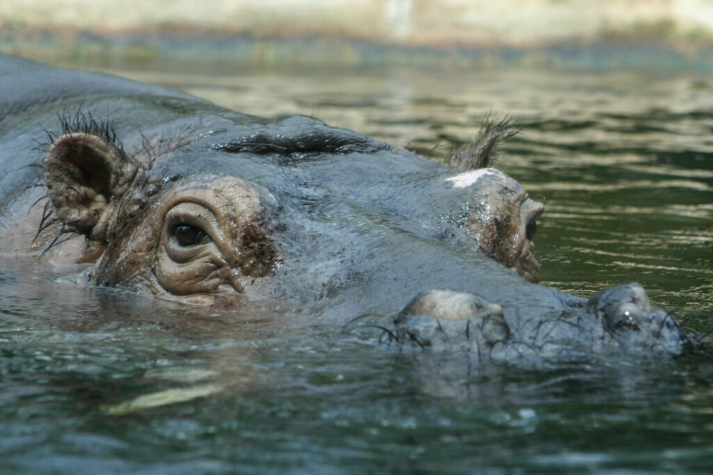Berliner Zoo