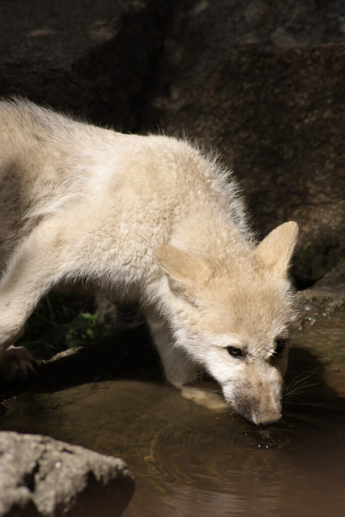 Berliner Zoo