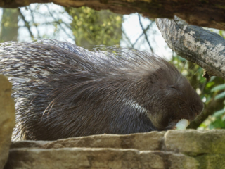Alwetterzoo Münster Alwetterzoo Münster
