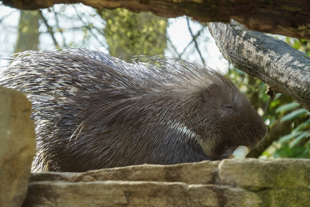 Alwetterzoo Münster Alwetterzoo Münster