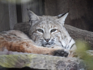 Alwetterzoo Münster Alwetterzoo Münster