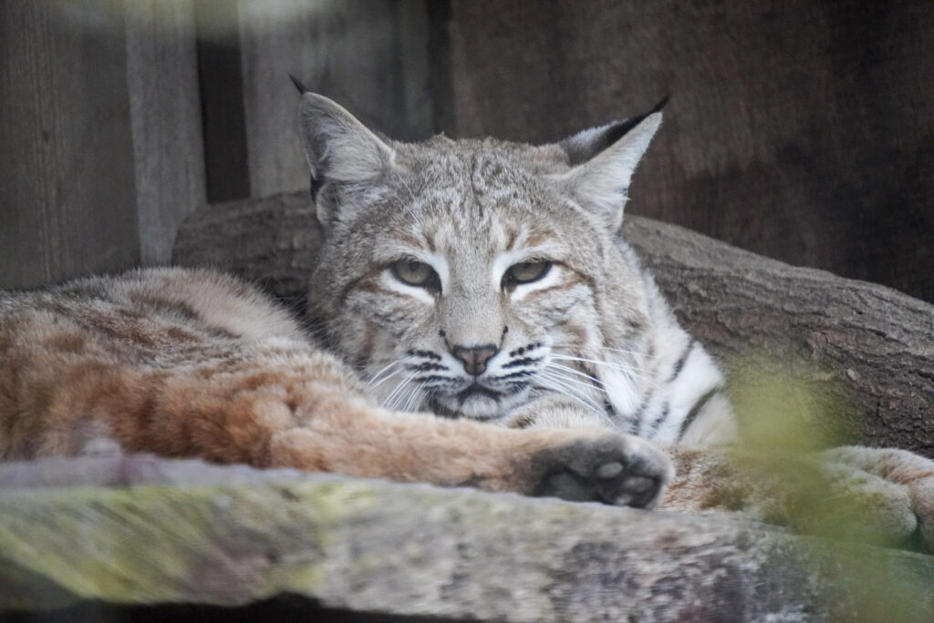 Alwetterzoo Münster Alwetterzoo Münster