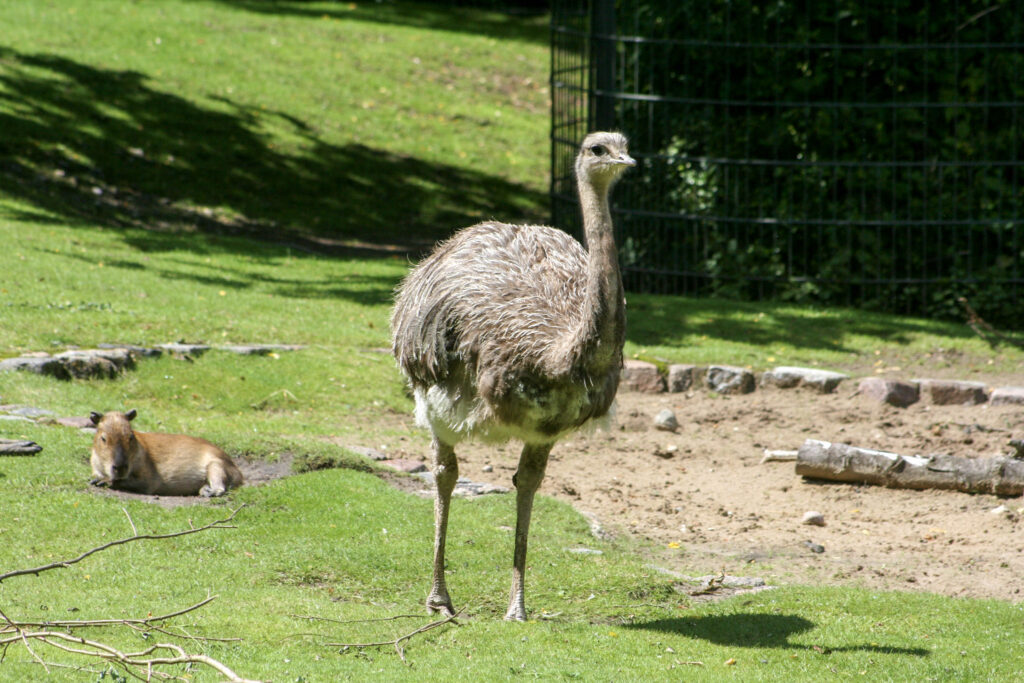 Berliner Zoo
