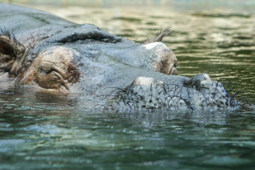 Berliner Zoo