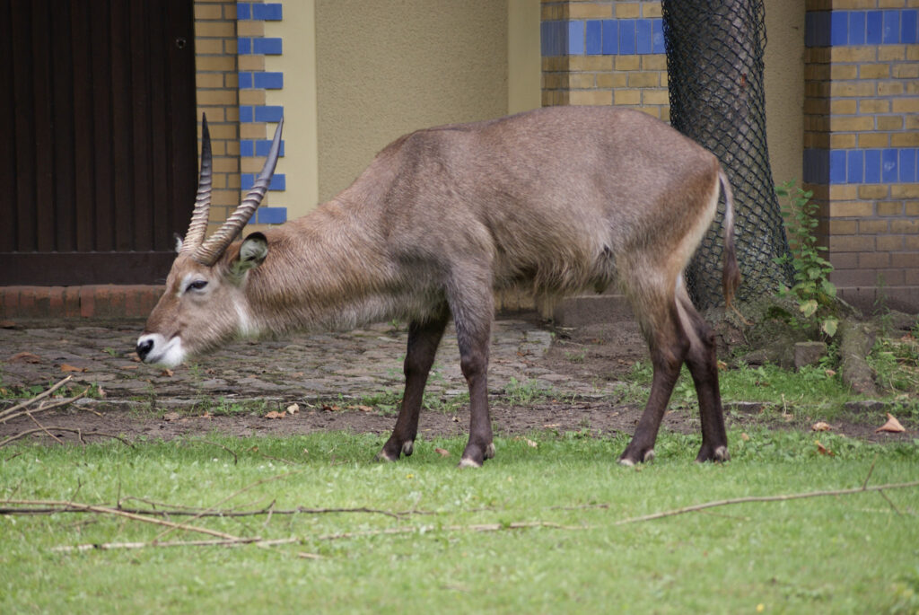 Berliner Zoo