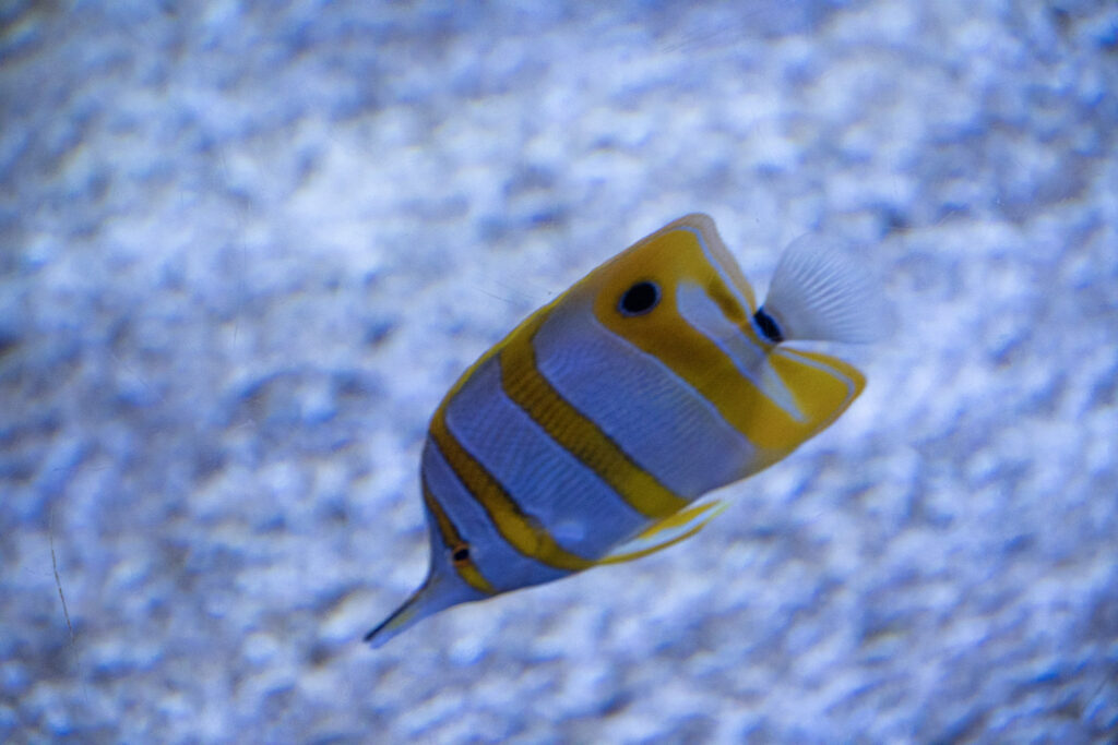 Aquazoo L&ouml;bbecke Museum D&uuml;sseldorf