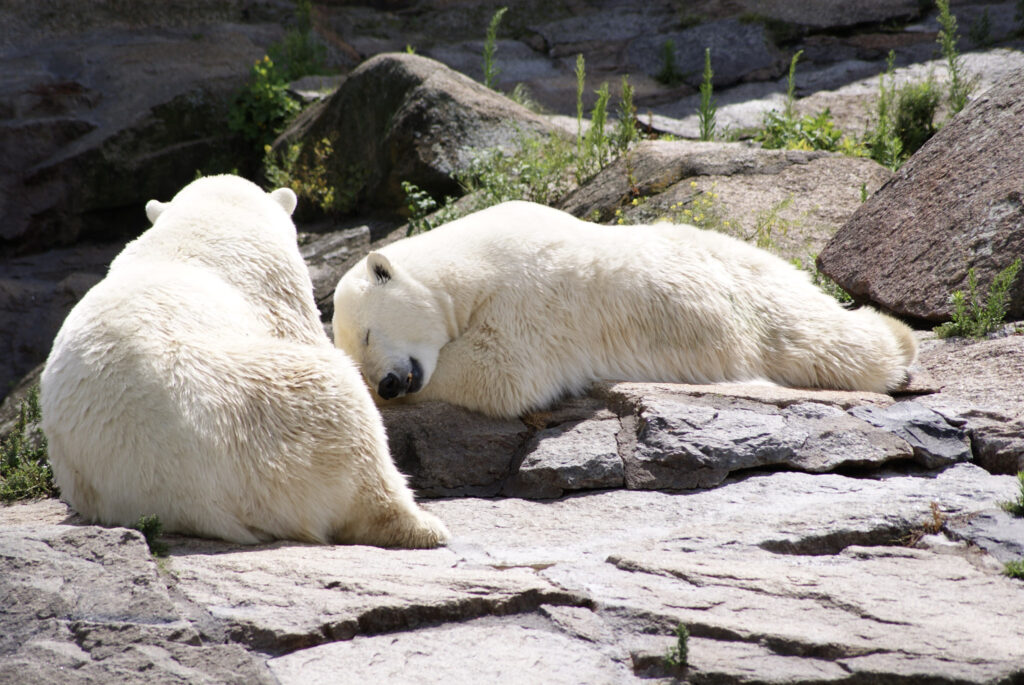 Berliner Zoo