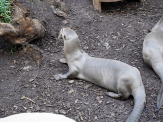 Alwetterzoo Münster Alwetterzoo Münster