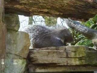 Alwetterzoo Münster Alwetterzoo Münster