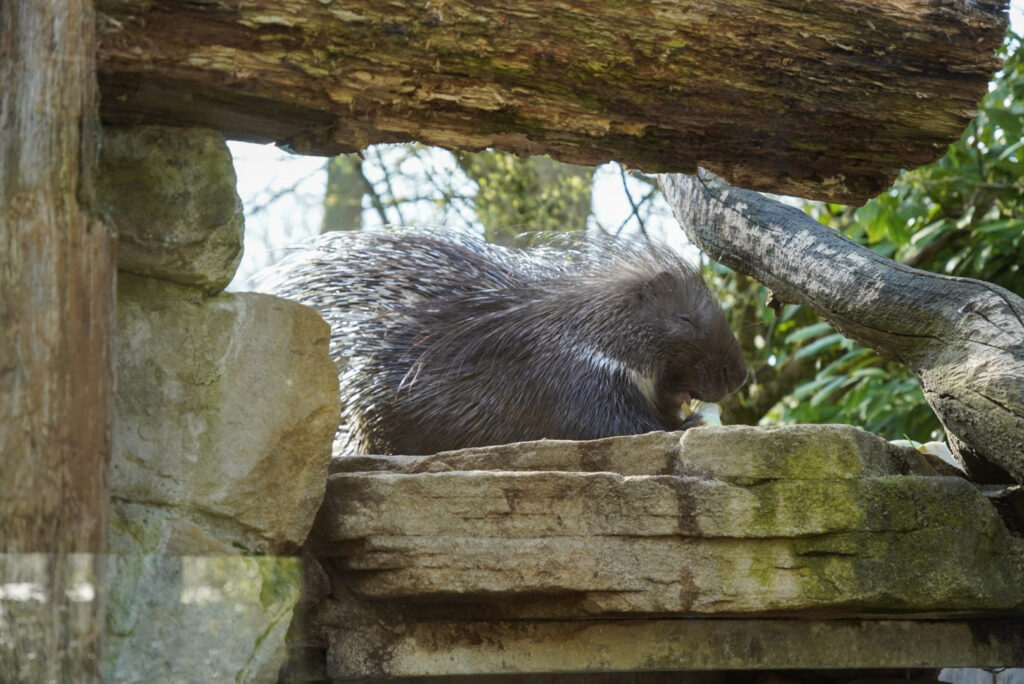 Alwetterzoo Münster Alwetterzoo Münster