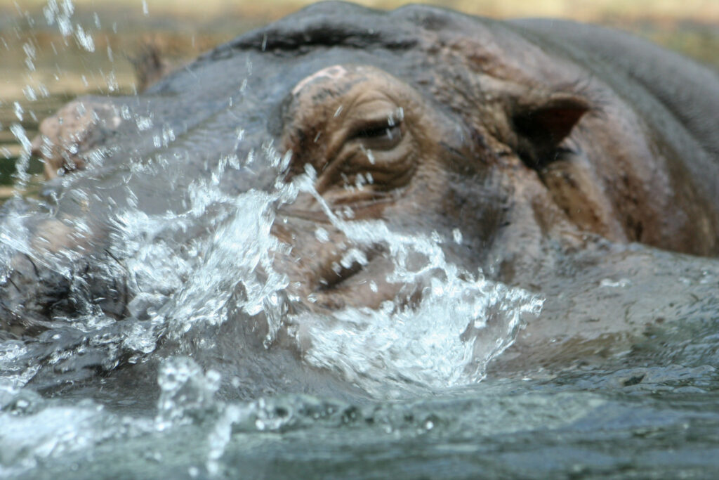 Berliner Zoo