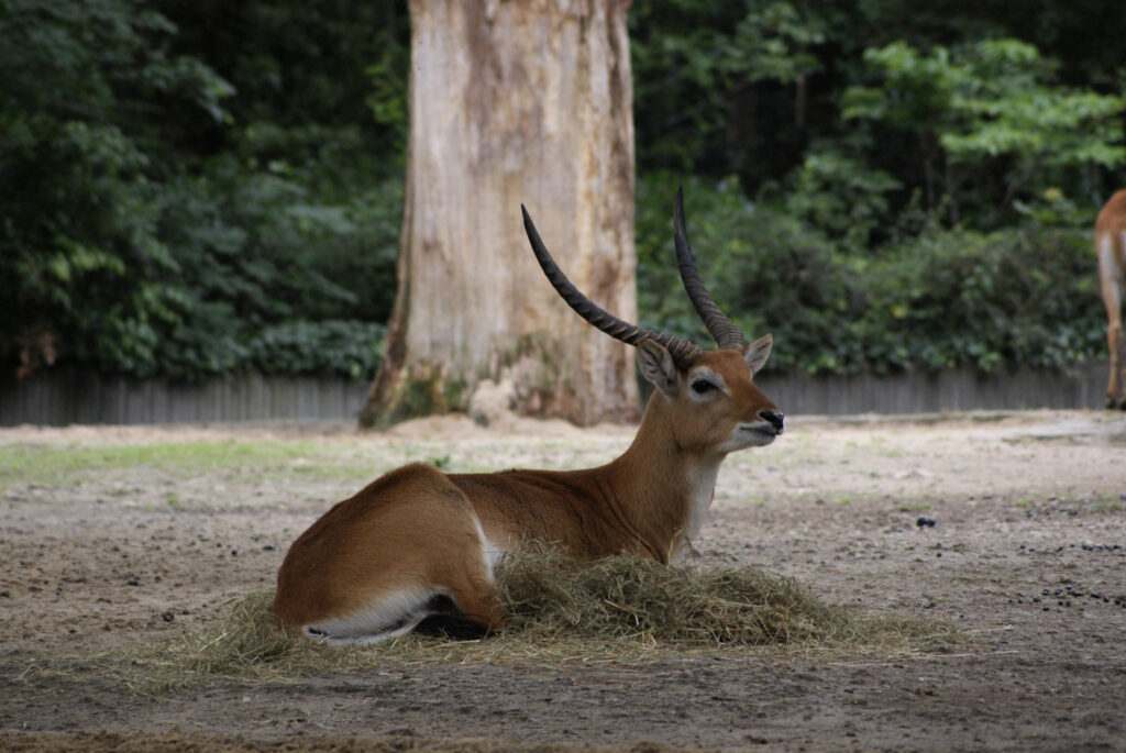 Berliner Zoo