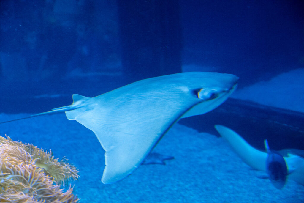 Aquazoo L&ouml;bbecke Museum D&uuml;sseldorf