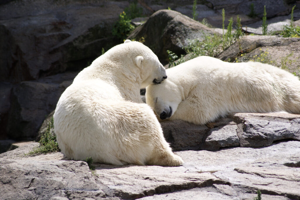Berliner Zoo