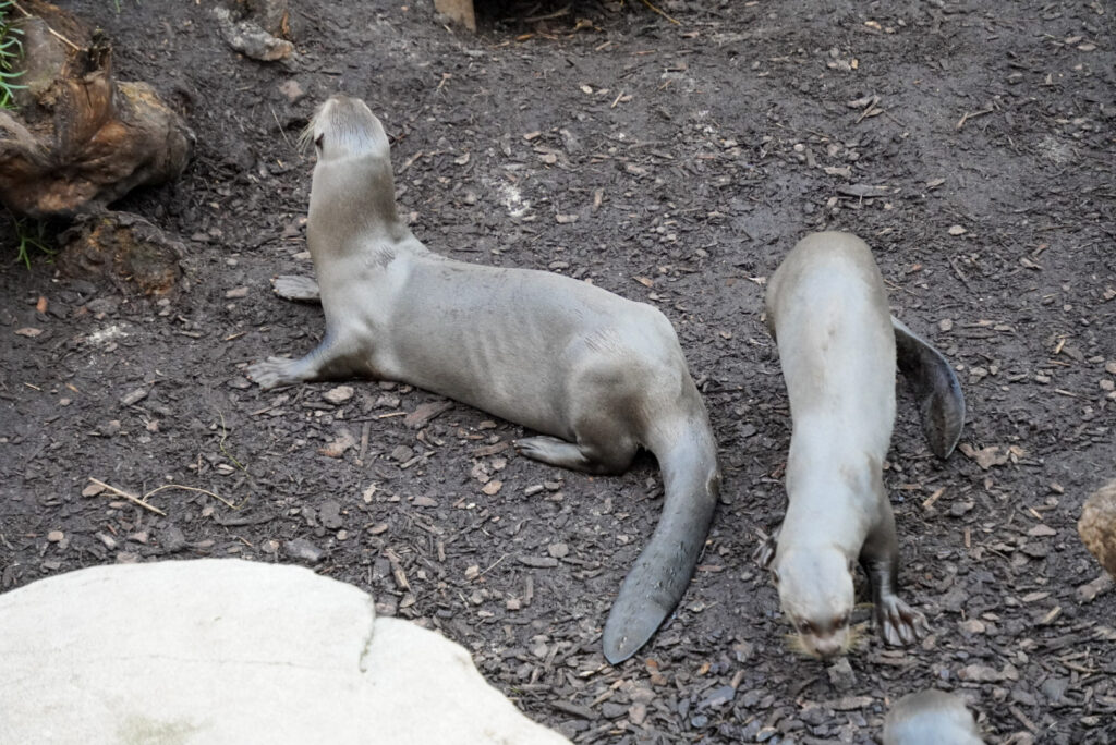 Alwetterzoo Münster Alwetterzoo Münster