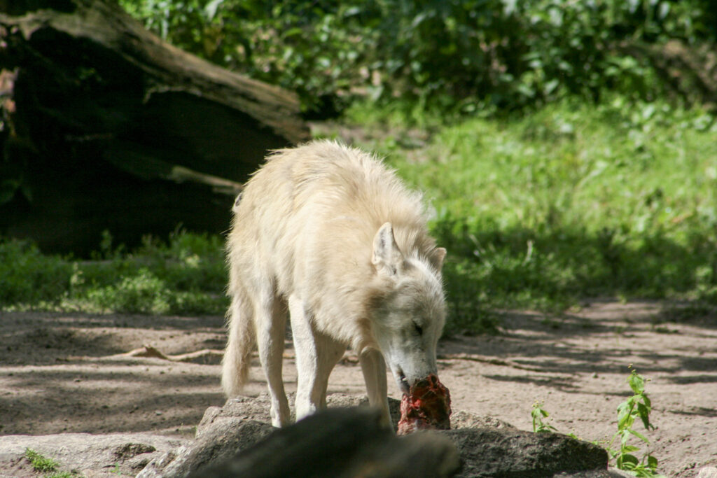 Berliner Zoo