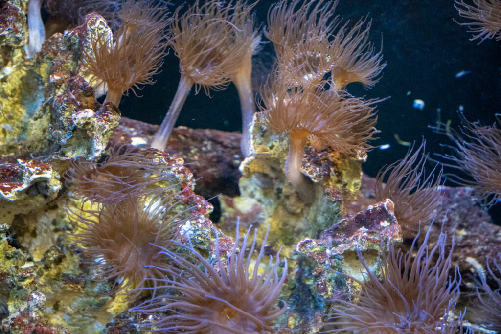 Aquazoo L&ouml;bbecke Museum D&uuml;sseldorf