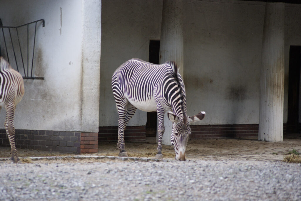 Berliner Zoo