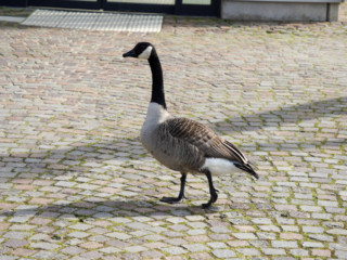 Grugapark Essen