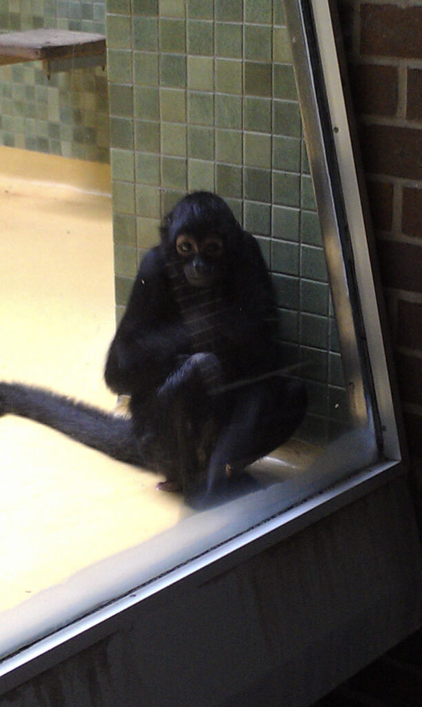 Berliner Zoo
