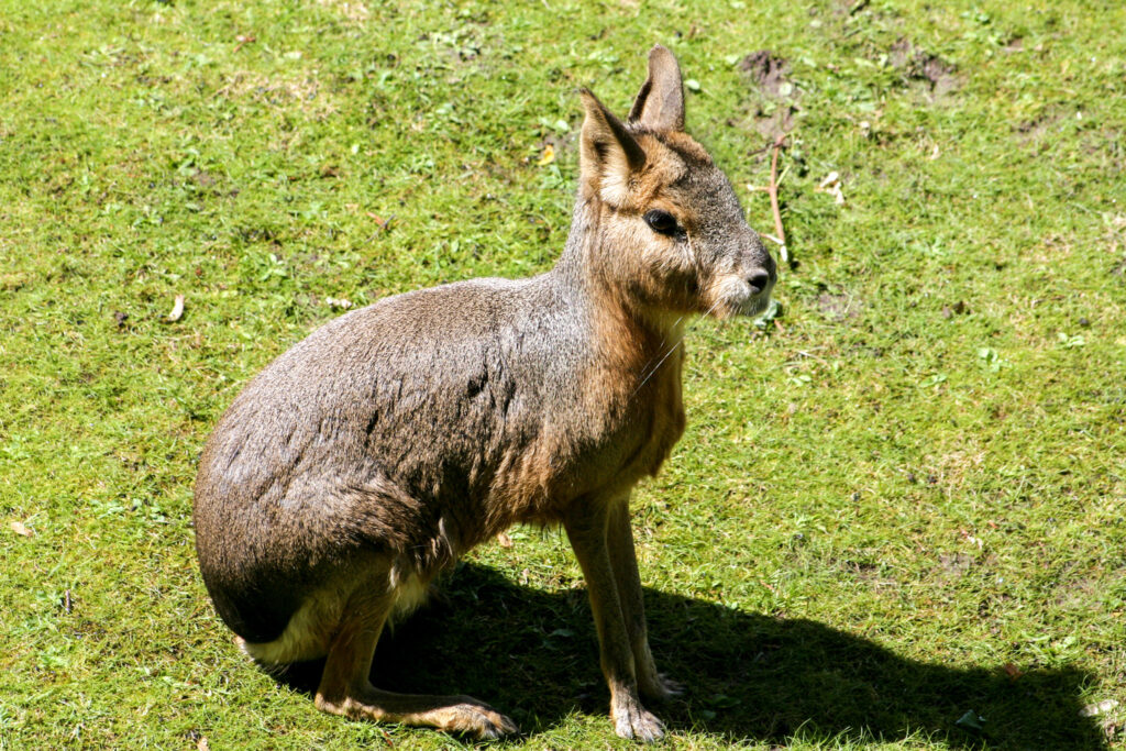 Berliner Zoo