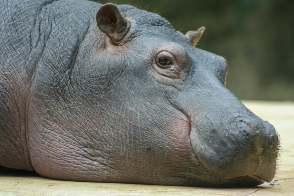 Berliner Zoo