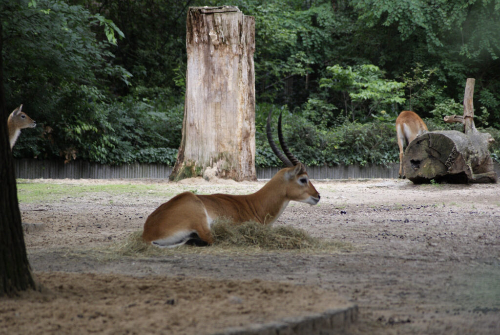 Berliner Zoo