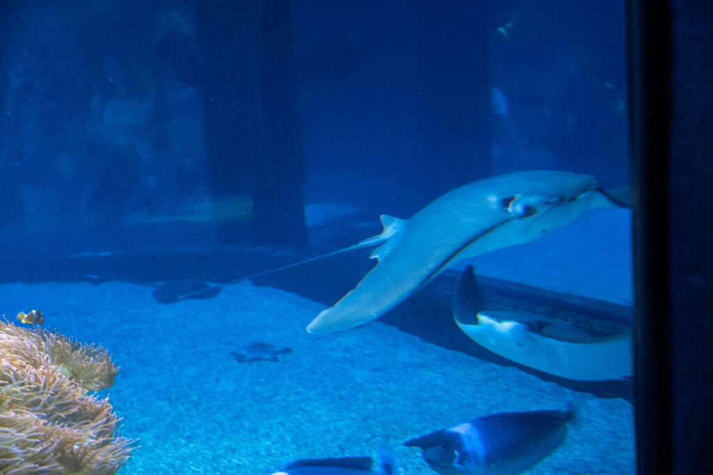 Aquazoo L&ouml;bbecke Museum D&uuml;sseldorf