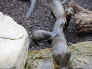 Alwetterzoo Münster Alwetterzoo Münster