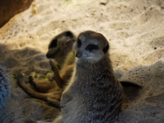 Alwetterzoo Münster Alwetterzoo Münster
