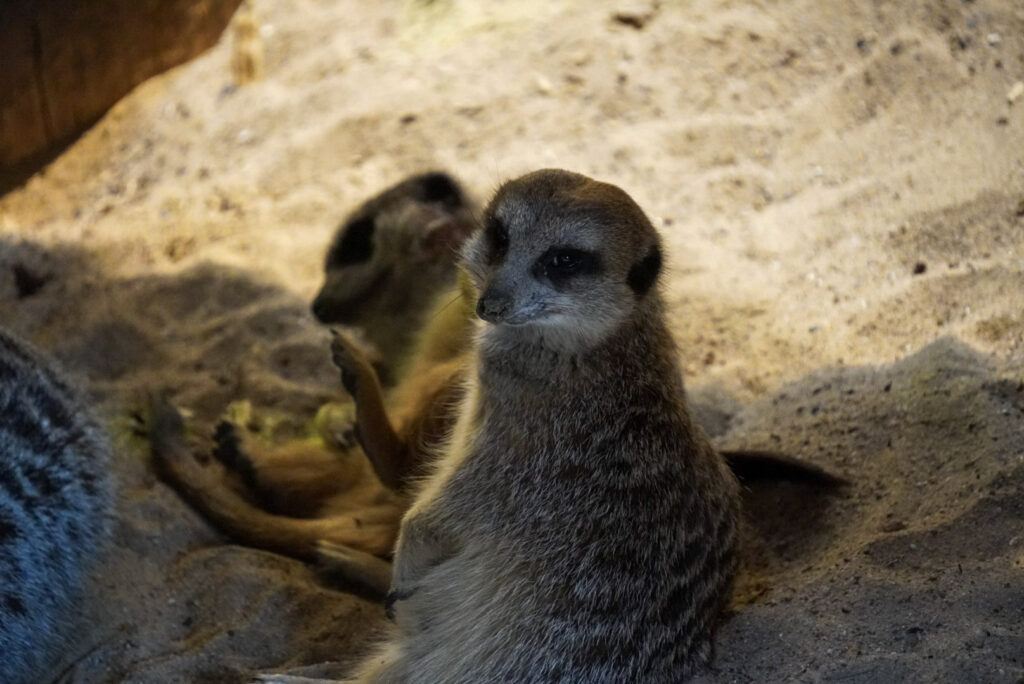 Alwetterzoo Münster Alwetterzoo Münster