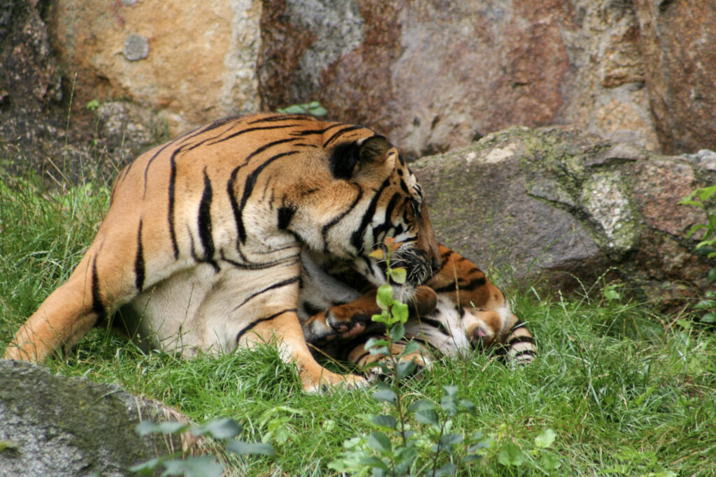 Berliner Zoo