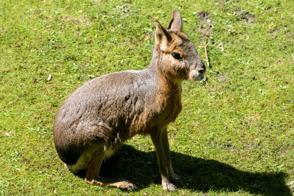 Berliner Zoo