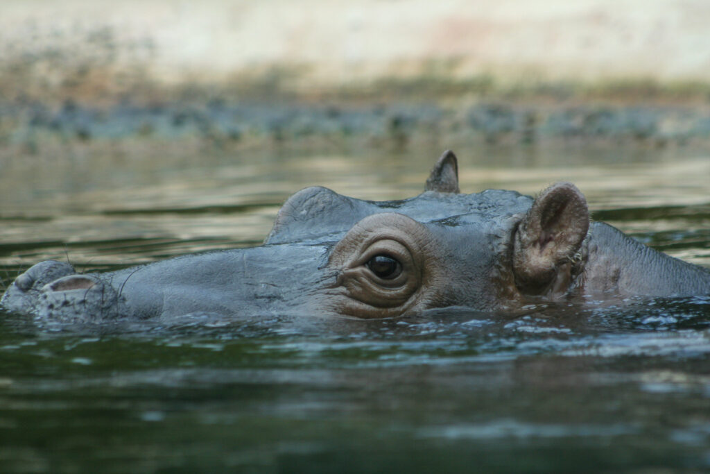 Berliner Zoo