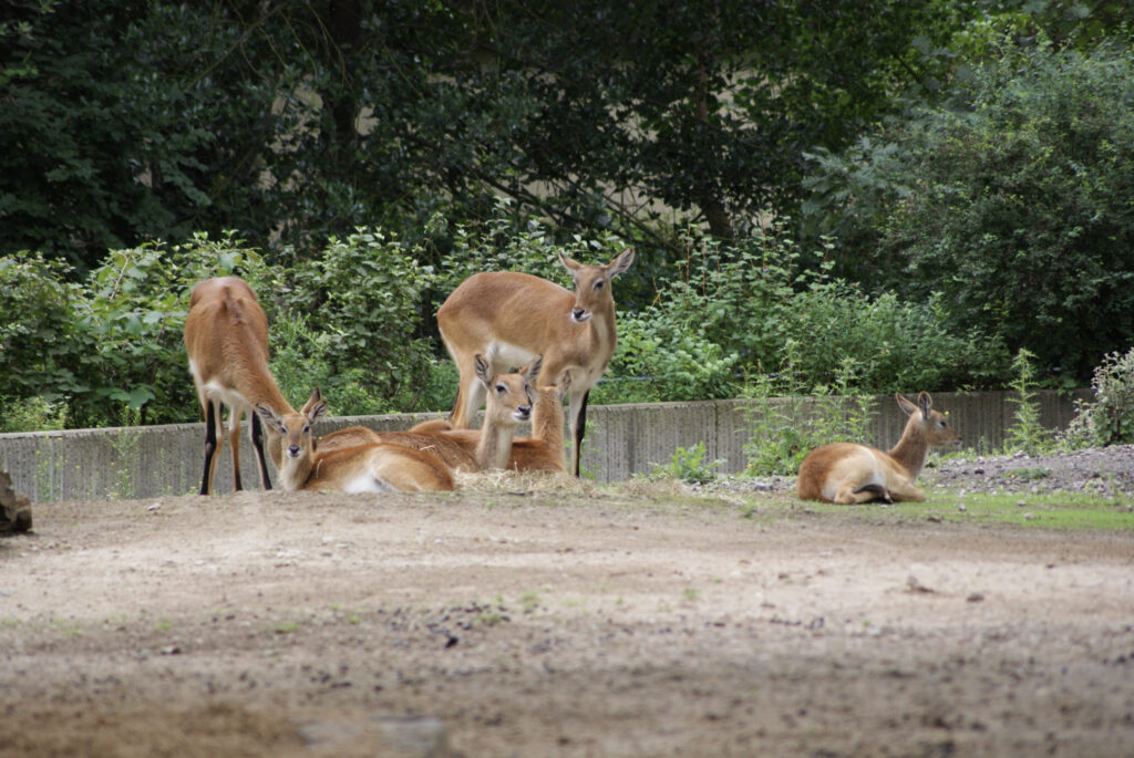 Berliner Zoo
