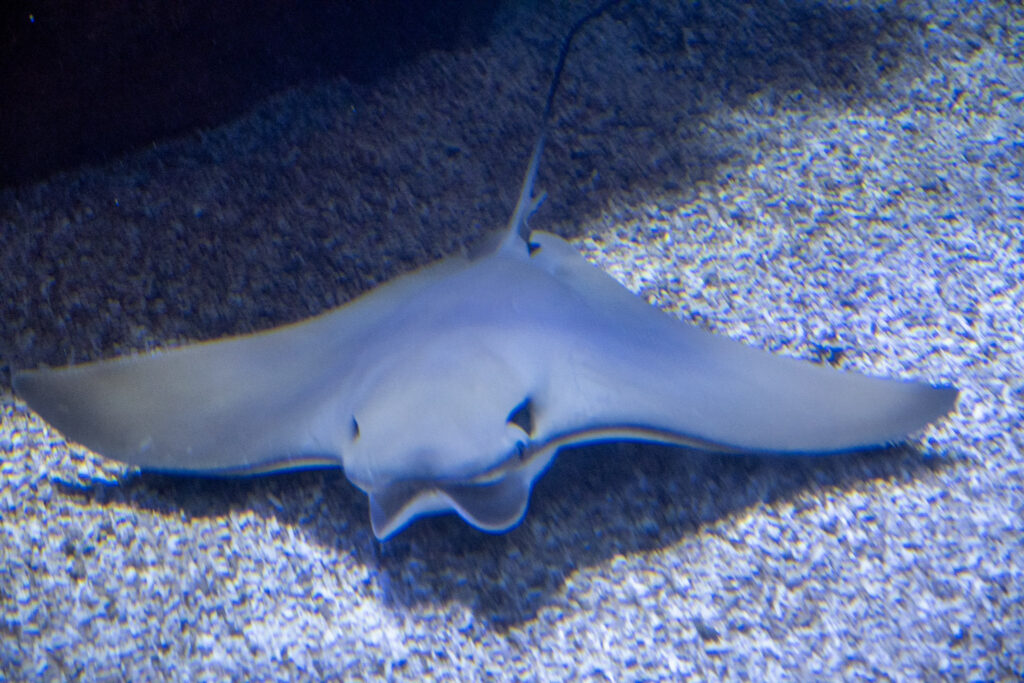 Aquazoo L&ouml;bbecke Museum D&uuml;sseldorf