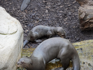 Alwetterzoo Münster Alwetterzoo Münster