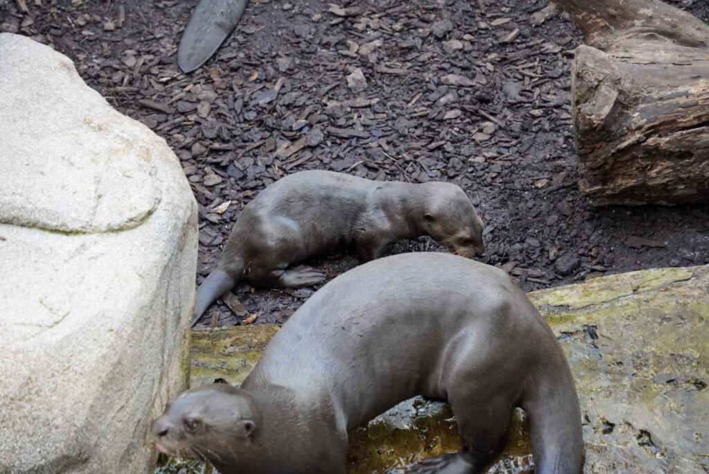 Alwetterzoo Münster Alwetterzoo Münster