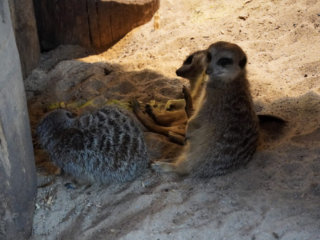 Alwetterzoo Münster Alwetterzoo Münster