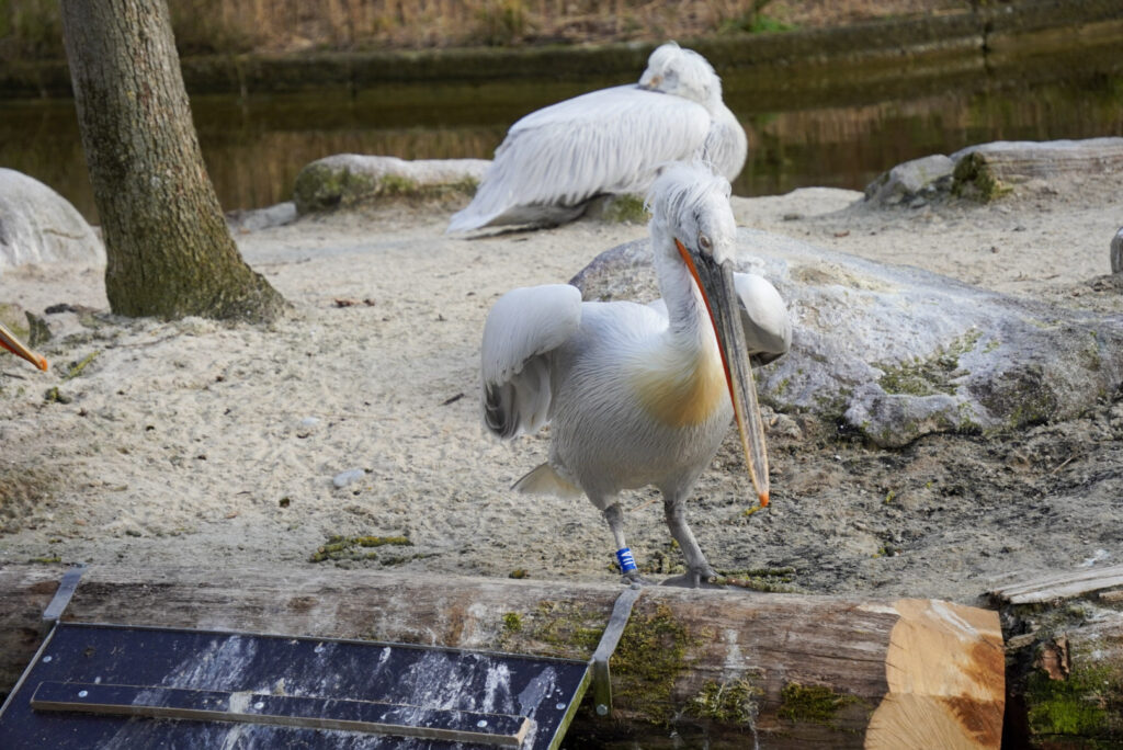 Alwetterzoo Münster Alwetterzoo Münster